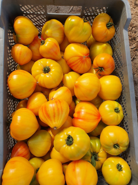 Gourmansun F1 (250 seminte) rosii exotice tip ananas, inima galbena, nedeterminate, fructe mari 250- 300 gr, Clause
