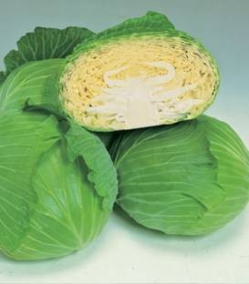 Green Lunar F1 (2500 seminte) varza cu frunze puternice, rezistenta buna la boli Fzarium si Xantomonas, Takii Seeds