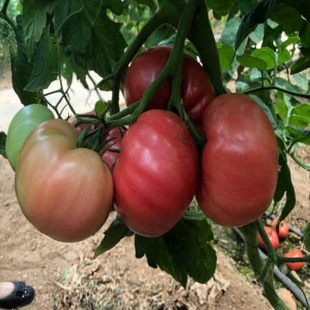 Gusto Pink F1 162-334 F1 (500 seminte) de tomate nedeterminate cu forma globulara cu nervuri si culoare roz atractiv, Yuksel