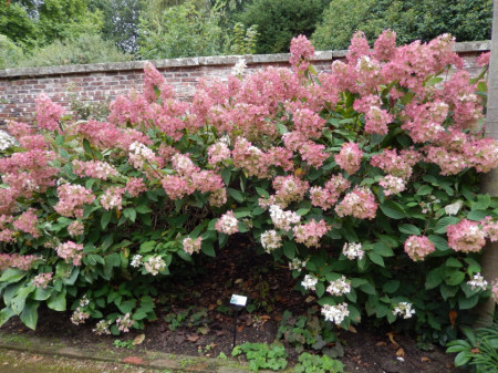 Hortensie Phantom (1 m in ghiveci de 2 L), Hydrangea paniculata, arbust ornamental cu flori grupate in buchete conice, albe, ce devin roz spre toamna