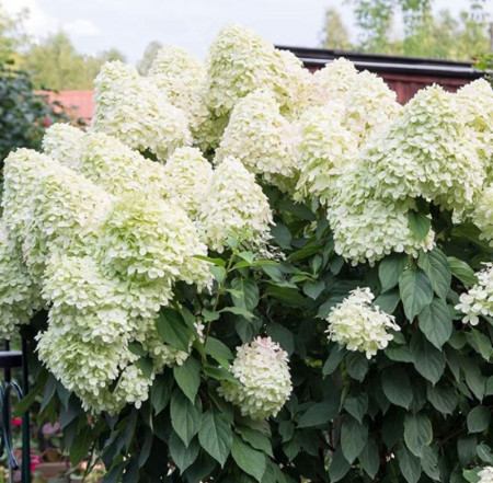 Hortensie Unique, arbust ornamental cu flori grupate in forma de con, albe-verzui in centru si albe-roz pe laterale, Yurta