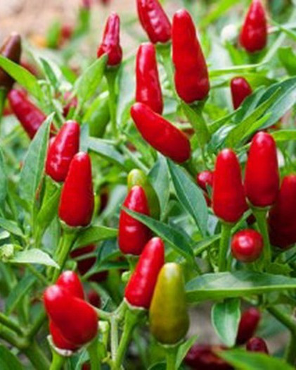 Jalapeno (150 Seminte) de Ardei Iute Jalapeno originar din Mexico America Latina