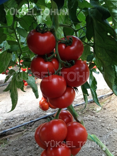 Kahraman F1 (152-350) - 500 sem - Seminte de rosii nedeterminate cu forma rotunda pulpa ferma si rezista bine pe planta de la Yuksel