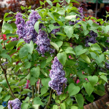 Liliac Michel Buchner, arbust ornamental cu inflorescente bogate, cu flori foarte parfumate, de culoare mov deschis, 1 arbust de 1,5-2 m inaltime, Yurta