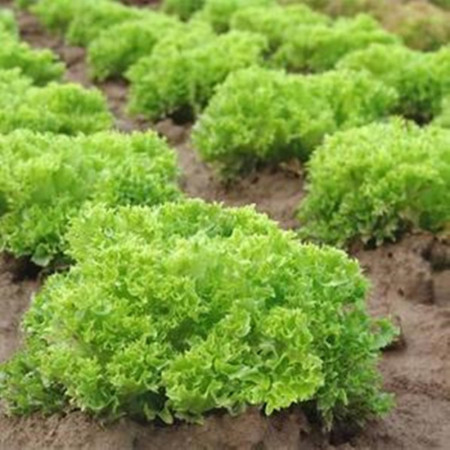 Lollo Bionda (4500 seminte) salata baby leaf cu frunze mici pentru salata, creata soi timpuriu, Agrosel