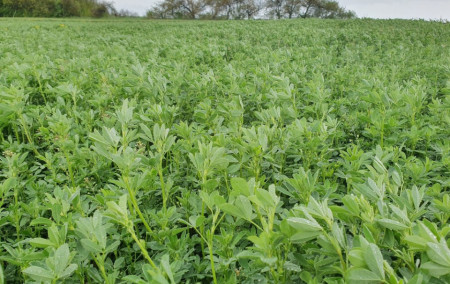 Lucerna Ezzelina (10 kg), seminte de lucerna tratata, soi timpuriu, rezistenta foarte buna la seceta si la ger, foarte productiv, Agrosem