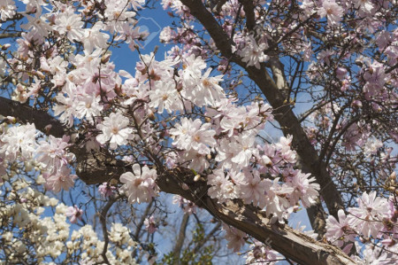 Magnolie Stellata Rosea, arbust ornamental cu flori stelate mari, parfumate, de culoare roz suav, Yurta