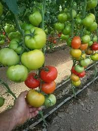 Matissimo F1 (500 seminte) tomate extratimpurii, Seminis