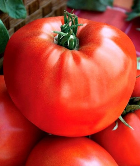 Medelina (1 gr) seminte rosii soi nedeterminat bulgaresti mari tip gigant rosie grasa, Florian