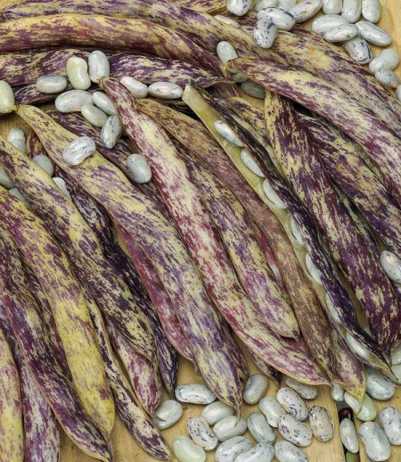 Meraviglia del Piemonte (50 gr) seminte de fasole pitica lata, tarcata cu striatiuni mov, Agrosem