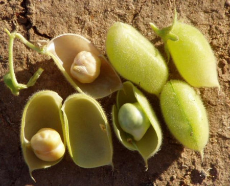Naut (100 g), seminte naut, planta anuala rezistenta la seceta, Agrosem