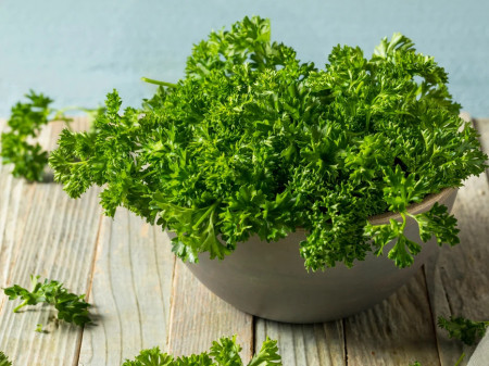 Patrunjel cret (19.000 seminte) patrunjel cu frunze decorative, crete, aromate, Agrosem