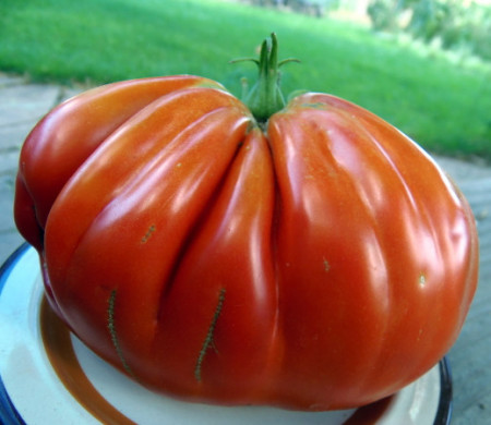 Pera D' Abruzzo (100 seminte) rosii determinate cu fructe mari de peste 250-300 grame frumoase cutate avand caracteristici deosebite atat din punct de vedere al gustului cat si al calitatii fructului tip Beef, Cora Seeds