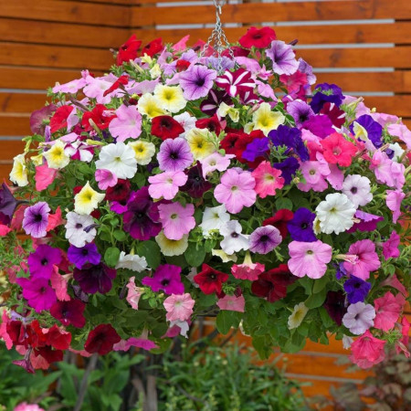Petunie curgatoare mix (400 seminte) petunie x hibrida pendula Balcony, diversitate mare de culori