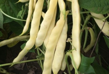 Plador (40 gr) seminte fasole pitica galbena lata, frageda, fara ate, Agrosem