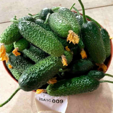Prut F1 (Siret F1 imbunatatiti) (500 seminte) castravete cornichon partenocarpic timpuriu, Hektar