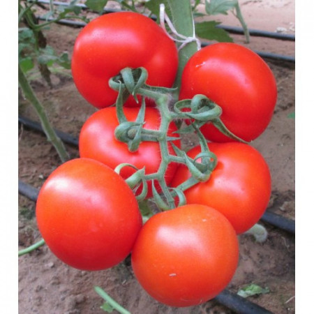 Rosii Ace 55 (300 seminte) tomate mari, rezistente la transport si manipulare, Agrosem
