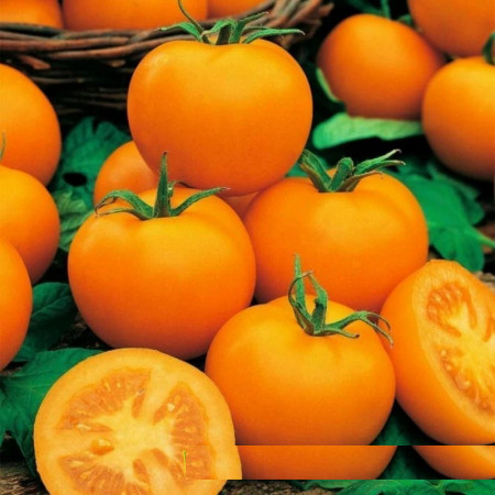 Rosii Goldene Konigin (1 kg), seminte de rosii galbene foarte gustoase pentru orice gradina, Agrosem