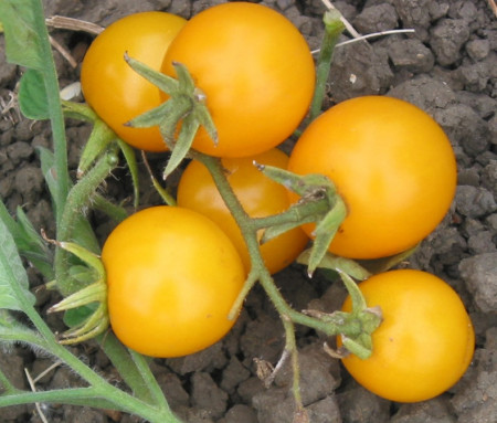 Rosii Yellow Cherry (100 seminte) rosii cherry galbene extrem de productive, Agrosem