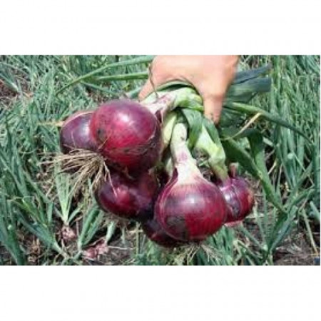 Rossa Da Inverno (100 gr) seminte de ceapa rosie de marime medie spre mare cu forma usor alungita la varf care ajuta produsul sa se vanda aproape singur la piata, ISI Sementi
