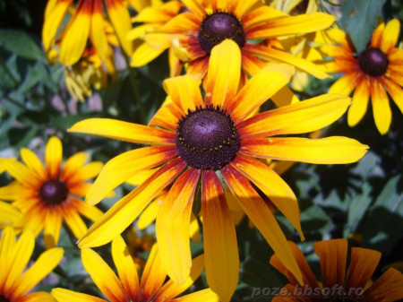 Rudbeckia (marita-ma mama) - Seminte Flori Marita-ma Mama de la Opal