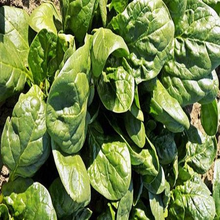 Saga F1 (300 seminte), spanac de salata baby leaf cu frunze mici pentru salata, semitimpuriu, Agrosel