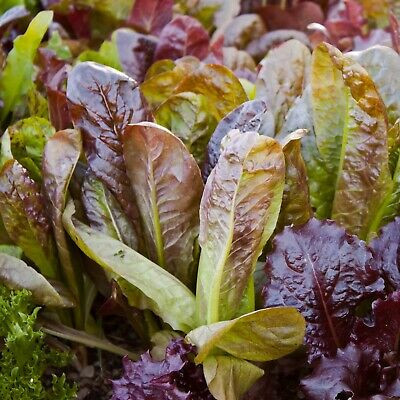 Salata Red Romaine Cos (1600 seminte), salata romana frunze roscate la varfuri, fragede, gustoase, Agrosem