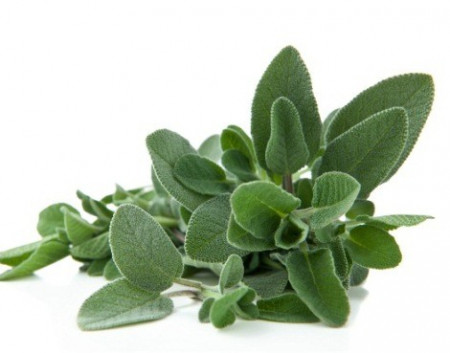 Salvie Medicinala Officinalis (120 seminte) de salvia planta medicinala, Prima Sementi