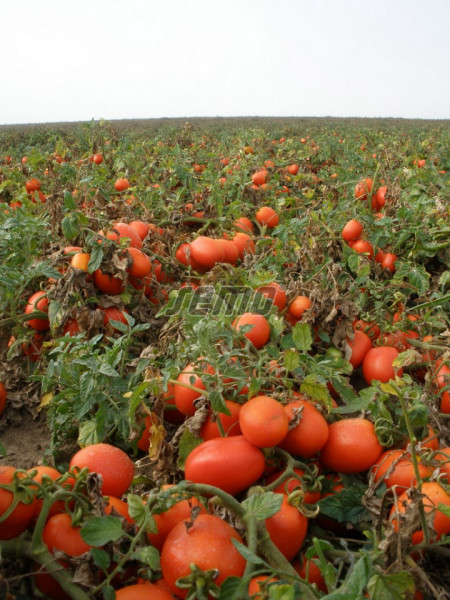 SEJK seminte tomate (10000 sem) soi tomate camp extra-timpurii, fructe ovale, uniforme, coacere concentrata, planta compacta si productiva, Semo Cehia