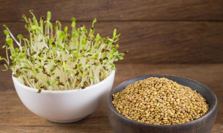 Seminte bio pentru germeni de lucerna (30 g), seminte pentru obtinerea de germeni sau micro-verdeturi de lucerna, Kertimag