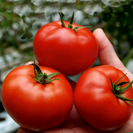 Seminte rosii Saint Pierre (0.5 gr), soi traditional francez de tomate, Florin