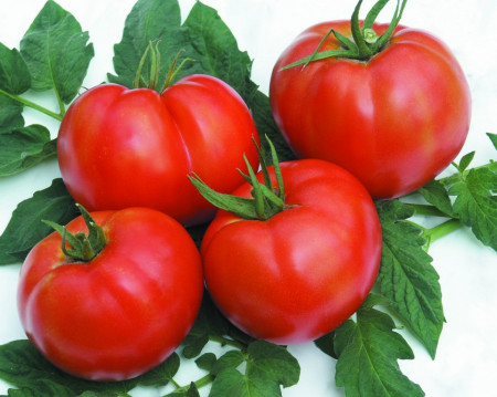 Seminte Tomate Rila F1 (2500 seminte) crestere nedeterminata rosii profesionale de la Geosem Bulgaria