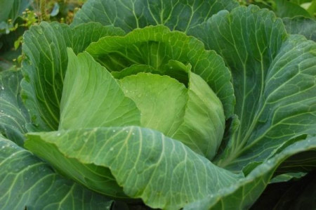Seminte Varza de Buzau (1 kg) seminte varza de toamna de Buzau, 4 Agro