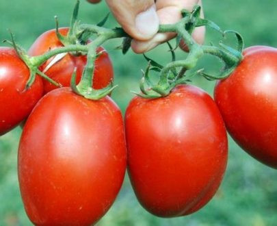Silvia (3000 seminte) de rosii romanesti tip Rio Grande soi semitimpuriu, Agrosel