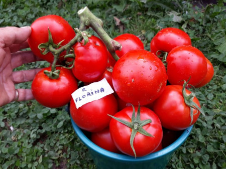 Tomate Florina 44 (1500 seminte) de rosii romanesti cu crestere determinata de la SCDL Buzau