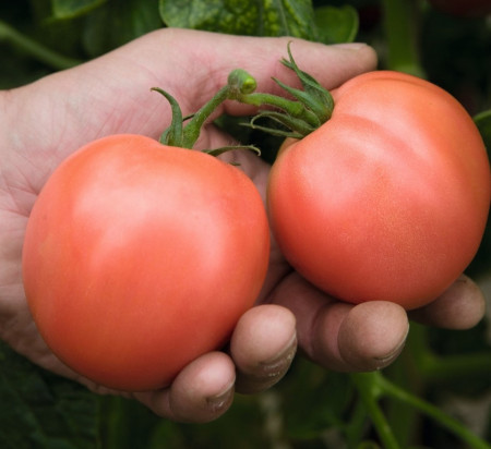 Torbay F1 Tomate Roz (1000 seminte) rosii Roze Extratimpurii Olandeze, Bejo