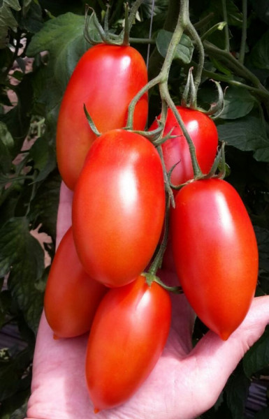 Torrano F1 (20 seminte) de rosii semitimpurii nedeterminate tip San Marzano prunisoara oval alungite, SAIS