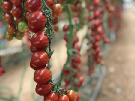 Tuttifrutti F1 (250 seminte) rosii tip cherry cu potential de productie ridicat si recoltare pe ciorchine sau individual, Clause