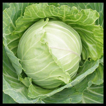 Varza Copenhagen Market 2 (1 kg) seminte de varza de vara rotunda, compacta, Agrosem