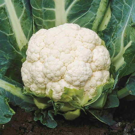 Vasallo F1 (2500 seminte) de conopida timpurie cu dimensiune medie spre mare si acoperire buna a capatanii de forma globulara foarte viguroasa si densa ce se recomanda pentru culturile tarzii de vara si de toamna, Cora Seeds