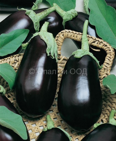 Vinete NR 12 (2000 seminte) de vinete soi excelent, greutate medie de 250 gr, gust excelent, foarte productiv, Opal