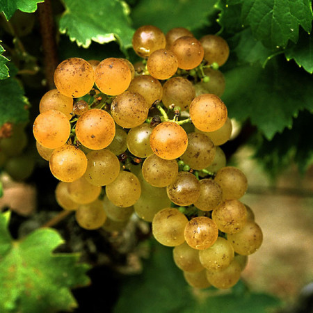 Vita de vie Grasa de Cotnari, butas de vita de vie soi romanesc din Transilvania, cu struguri galben-verzui si gust caracteristic, regasit si in vin, Yurta