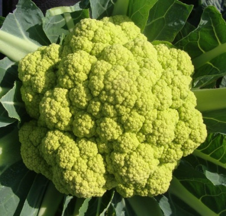 Vitaverde F1 (2500 seminte) conopida ce se preteaza foarte bine la conditii de culturi diferite culoarea capatanii este verde deschis ajungand pana la 1.5-2.5 kg, Rijk Zwaan