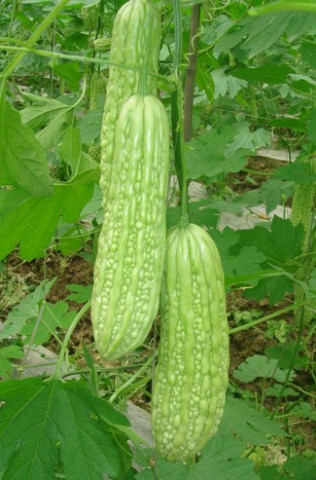 Seminte castravete amar Momordica Charantia (10 seminte), pentru diabet, de la Opal