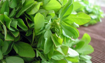 Schinduf Medicinal (180 seminte) de Schinduf Plante Medicinale Schinduf de la Opal
