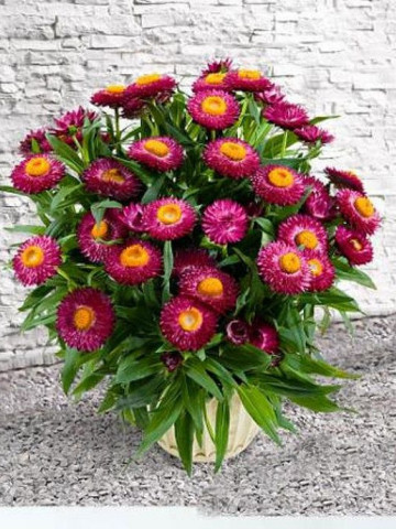 Flori de pai rosii (0.4 grame) seminte de flori pentru uscare, Agrosem