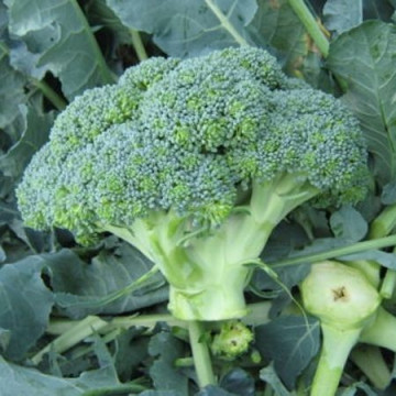 Agassi F1 (2500 seminte) broccoli cu inflorescenta compacta de culoare verde-albastrui si perioada de vegetatie de 70-75 de zile, Rijk Zwaan
