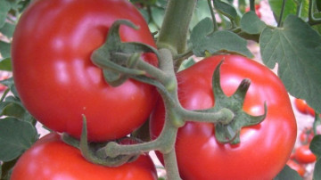 Amapola F1 - 500 sem - Seminte de rosii ce produc fructe cu greutatea medie de 250-300 gr si prezinta o structura interna foarte buna ceea ce le face sa se vanda foarte bine la piata de la Sakata