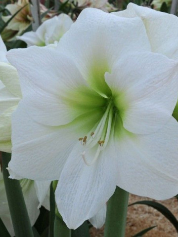 Amaryllis Antarctica (1 bulb), crinul de camera, floare culoare alb, bulbi de flori