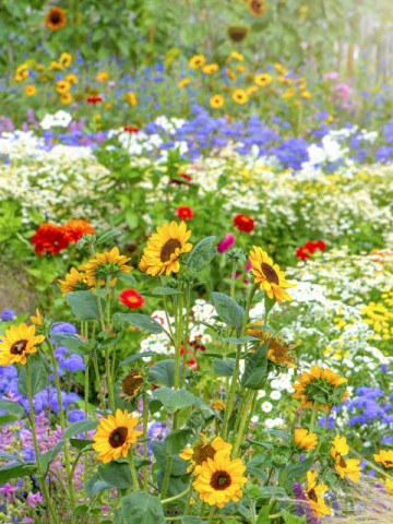 Amestec flori anuale mix (0.75 gr) seminte flori de vara anuale, diferite culori, Agrosem